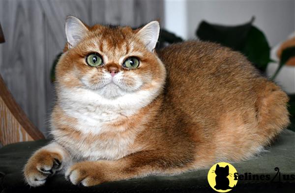 thechubbyfacedcat Picture 3